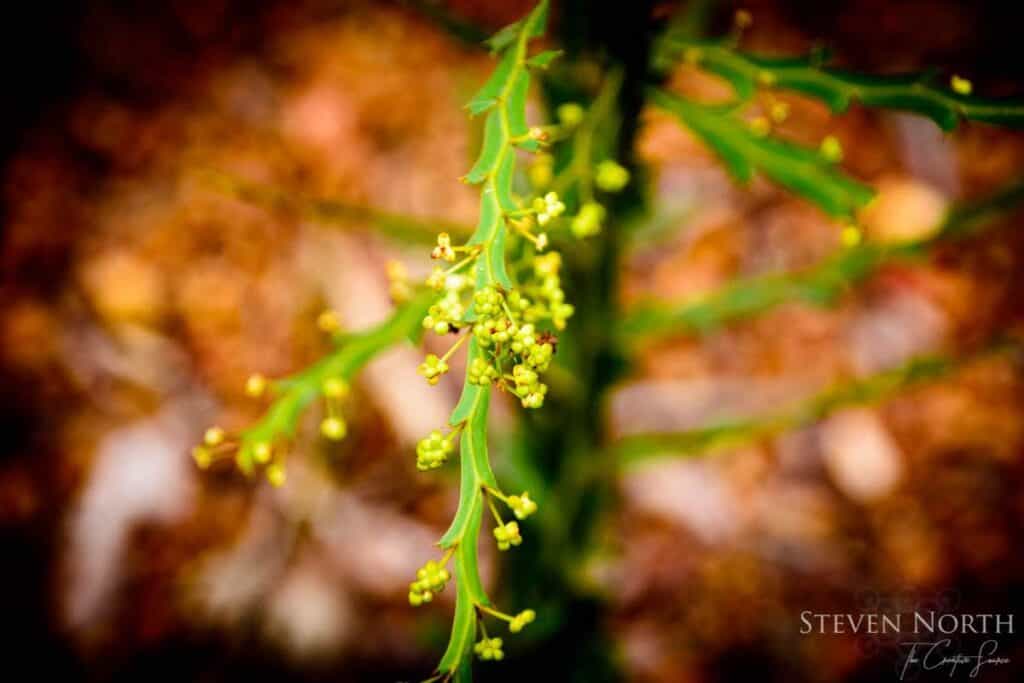 Steven North Forgone Photography in Kalamunda