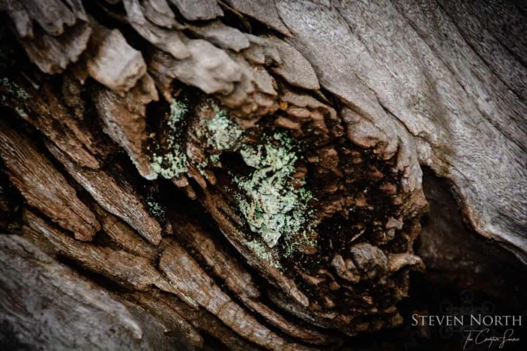 Steven North Forgone Photography in Kalamunda